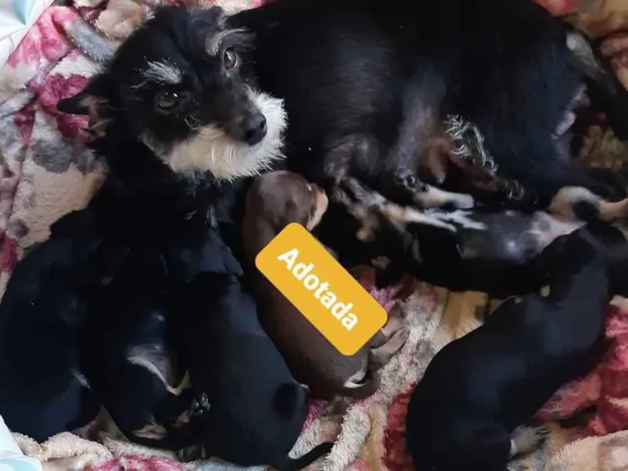 Cachorro ra a Mista idade 2 anos nome Móira