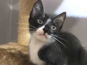 Gato raça Srd idade 2 a 6 meses nome Ramon