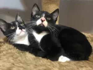 Gato raça Srd idade 2 a 6 meses nome Ramiro