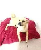 Cachorro ra a srd idade 2 anos nome megh