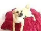 Cachorro ra a srd idade 2 anos nome megh