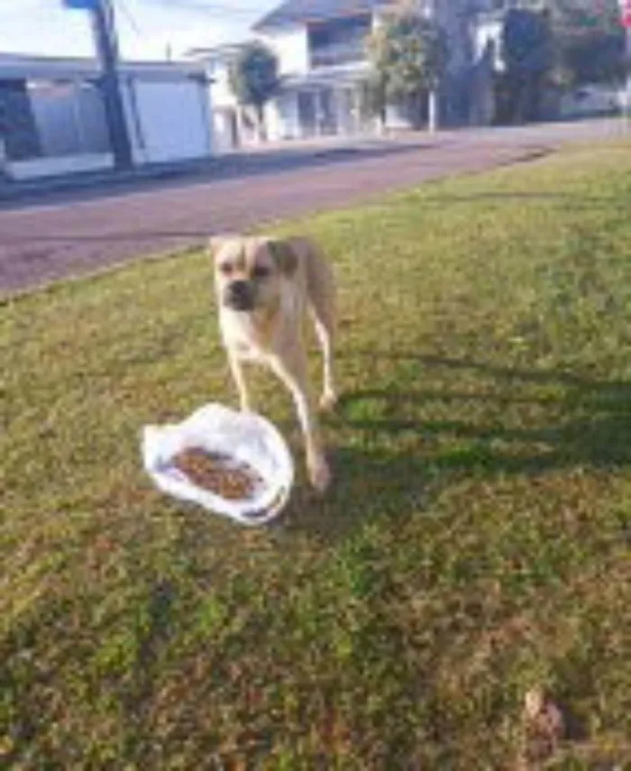 Cachorro ra a srd idade 2 anos nome megh