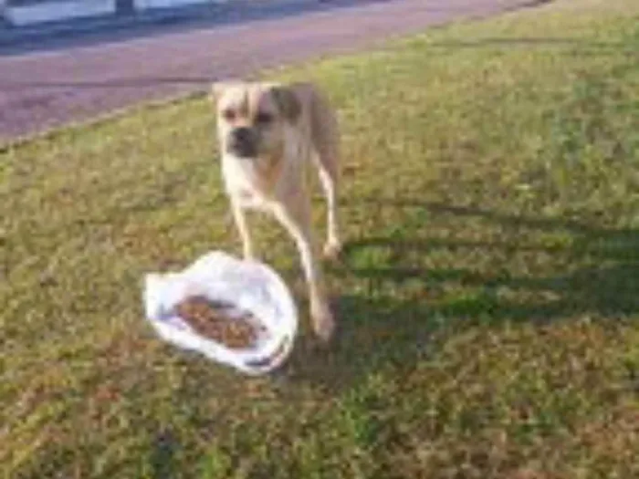 Cachorro ra a srd idade 2 anos nome megh