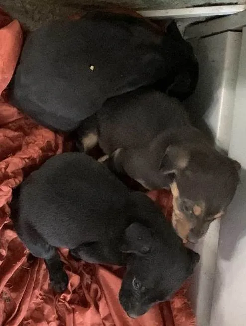 Cachorro raça Vira lata idade Abaixo de 2 meses nome Não tem