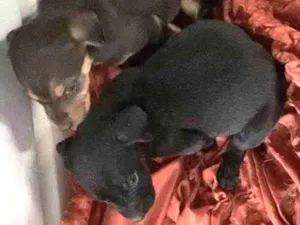 Cachorro raça Vira lata idade Abaixo de 2 meses nome Não tem