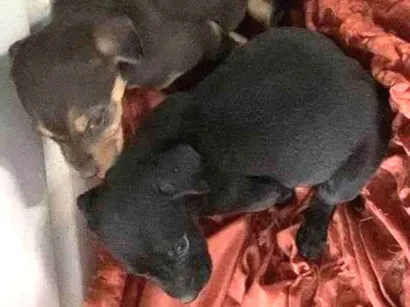 Cachorro raça Vira lata idade Abaixo de 2 meses nome Não tem