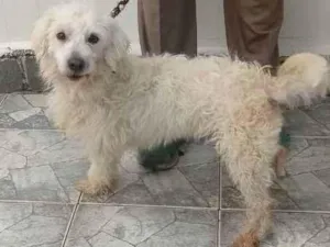 Cachorro raça SRD idade 3 anos nome Snow