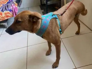 Cachorro raça Srd  idade 2 anos nome Gaia