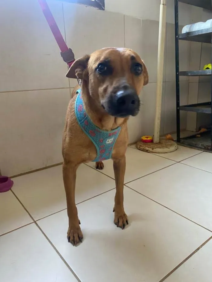 Cachorro ra a Srd  idade 2 anos nome Gaia