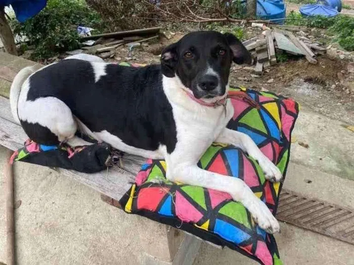 Cachorro ra a Srd idade 2 anos nome Brigite 