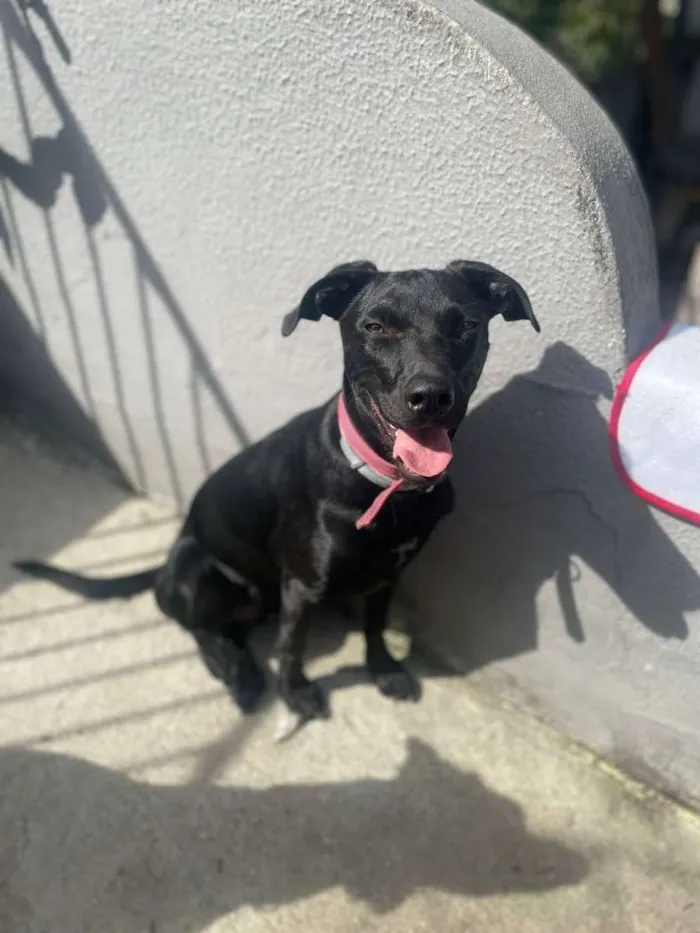 Cachorro ra a Srd idade 7 a 11 meses nome Fettucine 