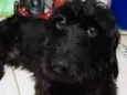 Bob