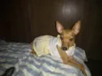 AMORA
