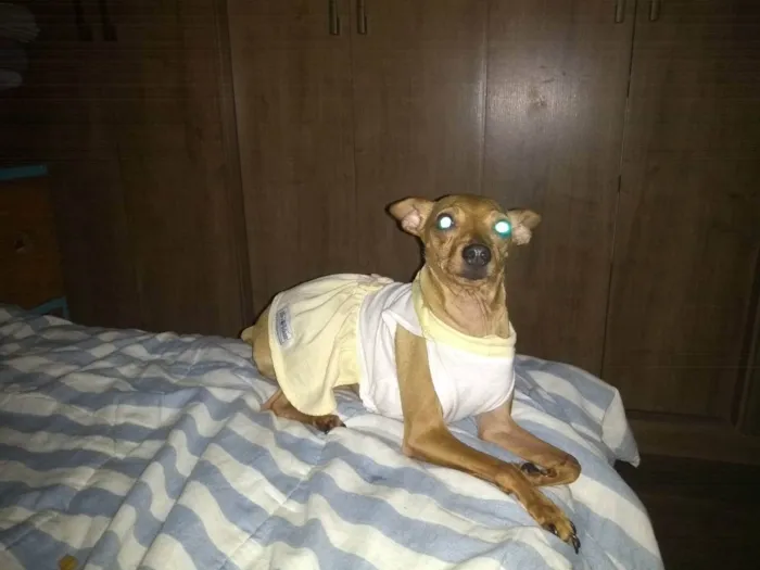Cachorro ra a Pinscher  idade 2 anos nome AMORA 