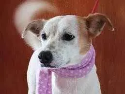 Cachorro raça SRD idade 1 ano nome Cindy