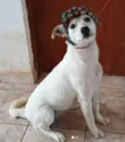 Cachorro raça SRD idade 1 ano nome Cindy