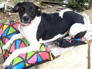 Cachorro raça Srd idade 2 anos nome Brigite 