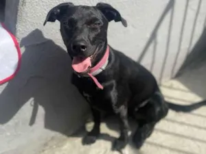 Cachorro raça Srd idade 7 a 11 meses nome Fettucine 