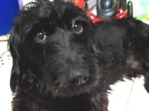 Cachorro raça Srd  idade 2 anos nome Bob
