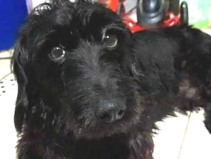 Cachorro ra a Srd  idade 2 anos nome Bob
