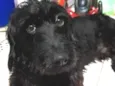 Bob