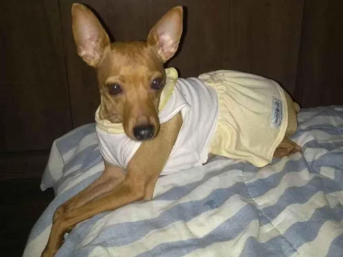 Cachorro ra a Pinscher  idade 2 anos nome AMORA 