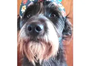 Cachorro raça SRD idade 2 anos nome Pitaya