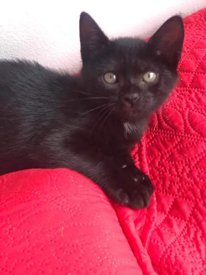 Gato ra a  idade 2 a 6 meses nome Amorinha