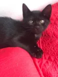 Amorinha
