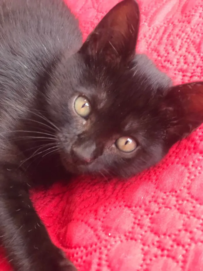Gato ra a  idade 2 a 6 meses nome Amorinha