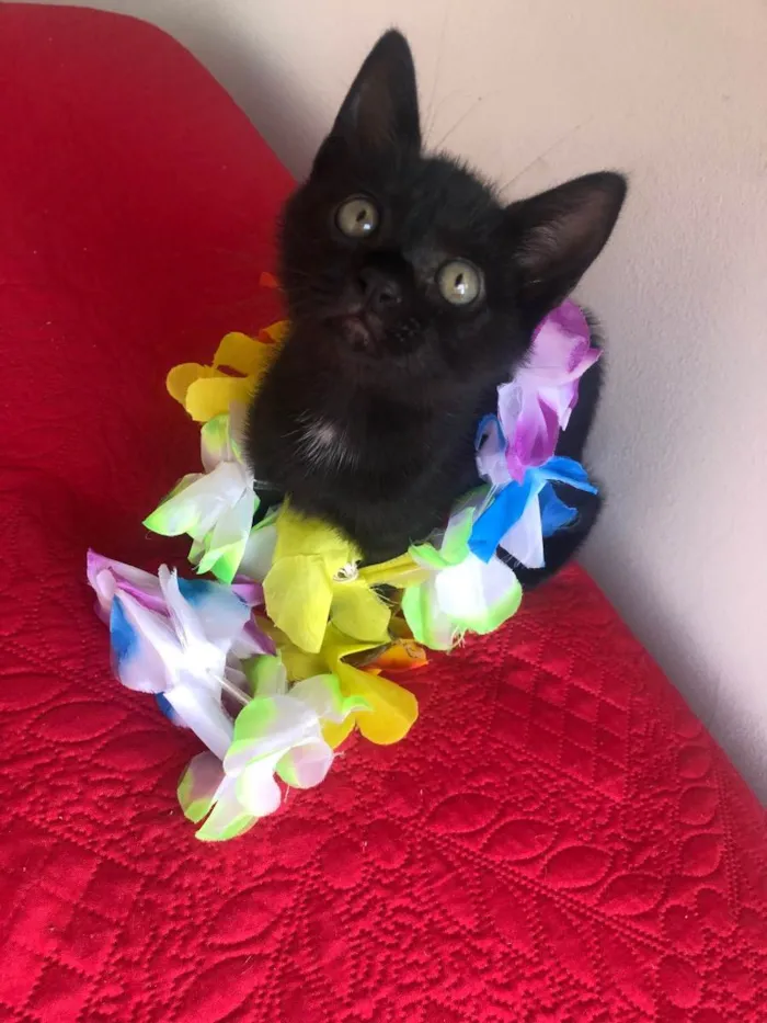 Gato ra a  idade 2 a 6 meses nome Amorinha