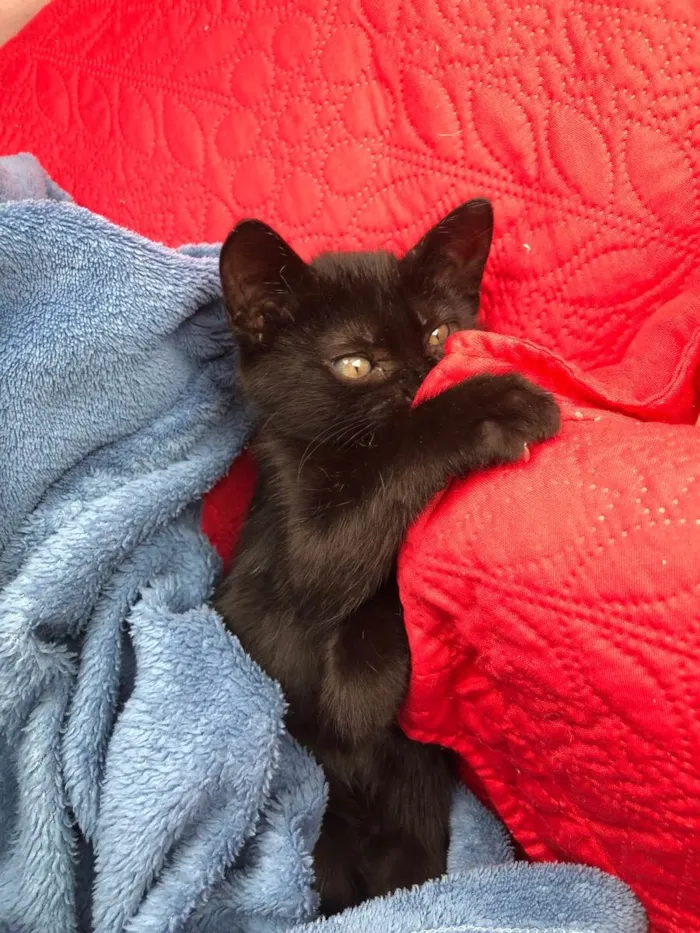 Gato ra a  idade 2 a 6 meses nome Amorinha