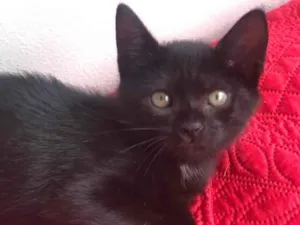 Gato raça  idade 2 a 6 meses nome Amorinha