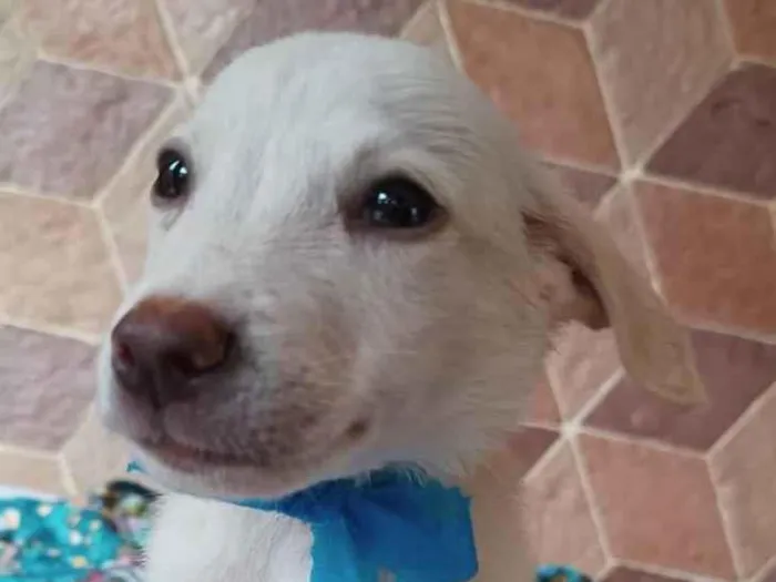 Cachorro ra a SRD idade 2 a 6 meses nome Filhotes 3 meses