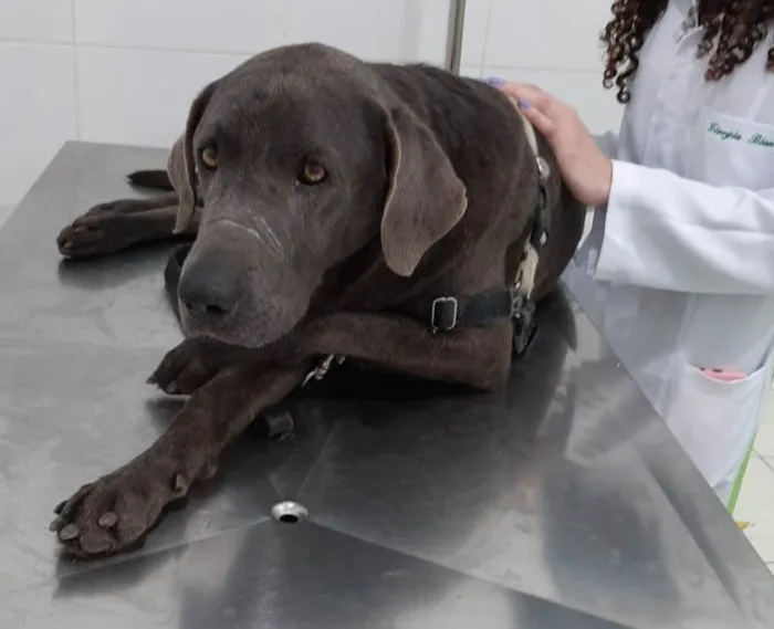 Cachorro ra a Labrador com waimaraner  idade 6 ou mais anos nome ZEUS