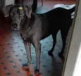 ZEUS
