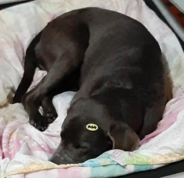 Cachorro ra a Labrador com waimaraner  idade 6 ou mais anos nome ZEUS