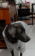 ZEUS