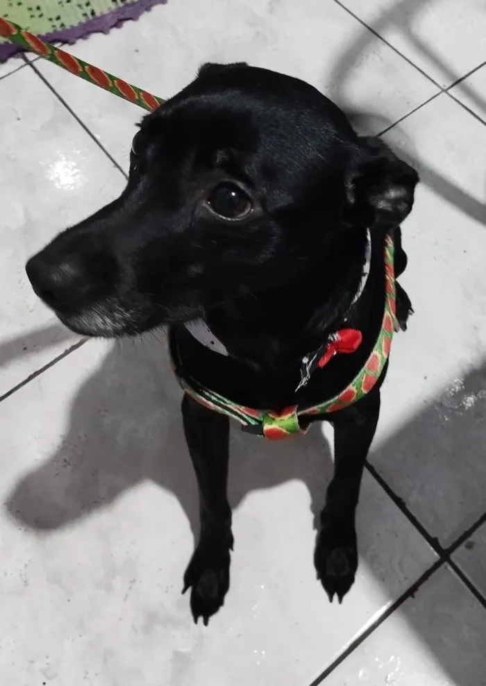 Cachorro raça  idade 1 ano nome Kyara