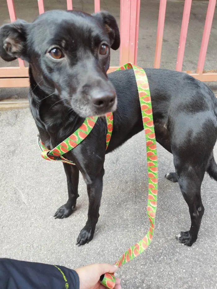 Cachorro raça  idade 1 ano nome Kyara