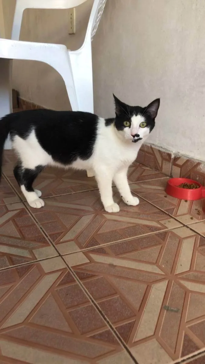 Gato ra a SRD idade 2 a 6 meses nome Zé Bonitinho