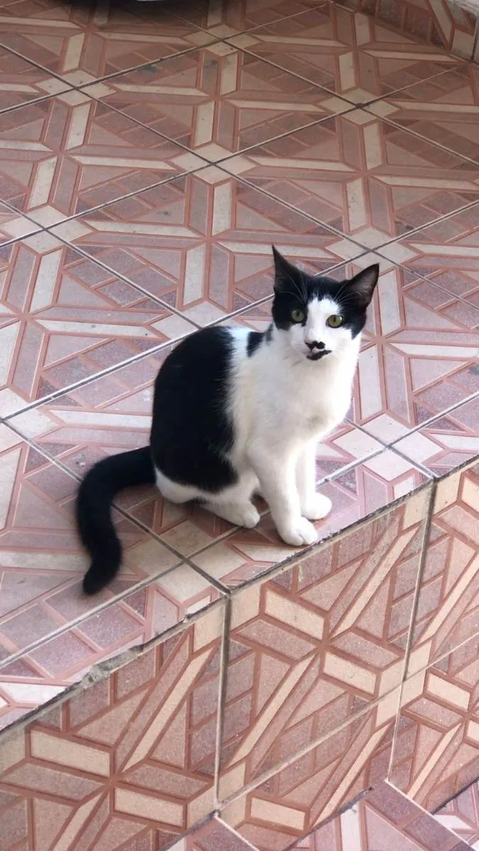 Gato ra a SRD idade 2 a 6 meses nome Zé Bonitinho