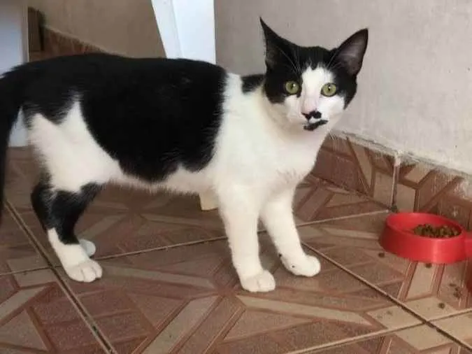 Gato ra a SRD idade 2 a 6 meses nome Zé Bonitinho