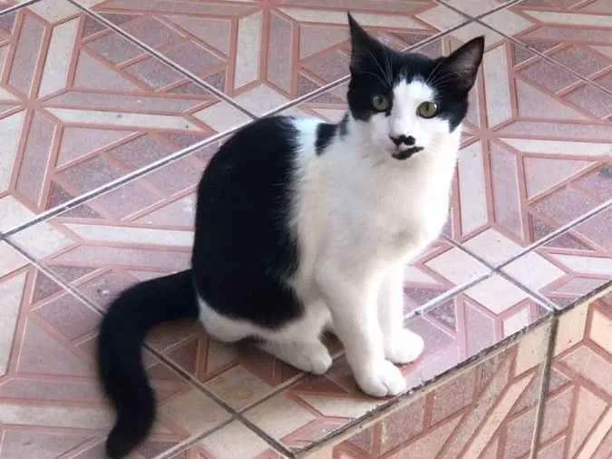 Gato ra a SRD idade 2 a 6 meses nome Zé Bonitinho