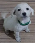 Mel