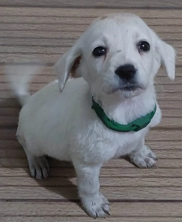 Cachorro raça Vira lata idade 2 a 6 meses nome Mel