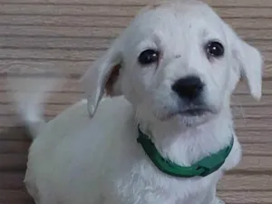 Cachorro raça Vira lata idade 2 a 6 meses nome Mel