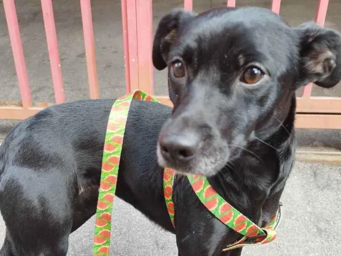 Cachorro raça  idade 1 ano nome Kyara