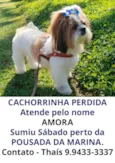 Cachorro raça Shitzu idade 5 anos nome Amora