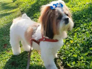 Cachorro raça Shitzu idade 5 anos nome Amora